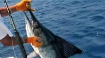 Fishing Charters