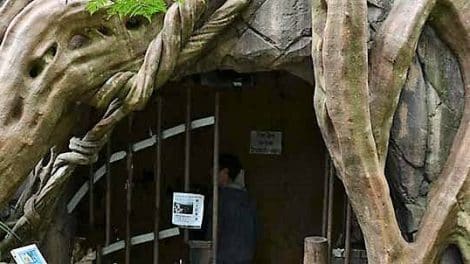 Glow Worm Caves Tamborine Mountain