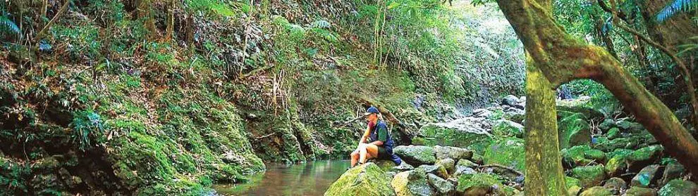 Gold Coast Hinterland Great Walk