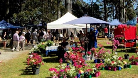 Mt Tamborine Markets