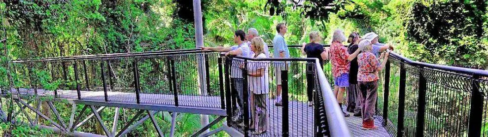 Tamborine Rainforest Skywalk