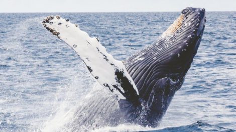 Whale Watching