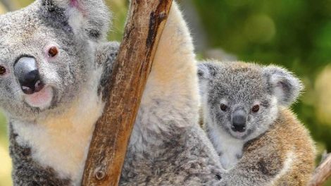 Lone Pine Koala Sanctuary