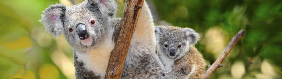 Lone Pine Koala Sanctuary