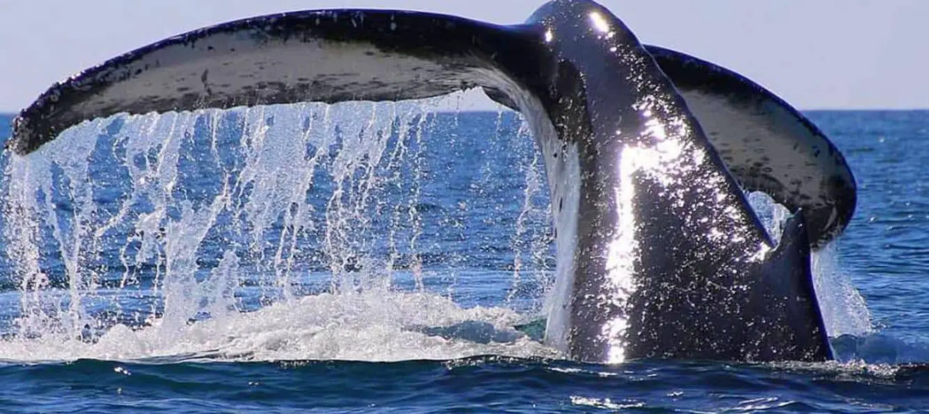 Gold Coast Whale Watching - Cheap Deals & Tours